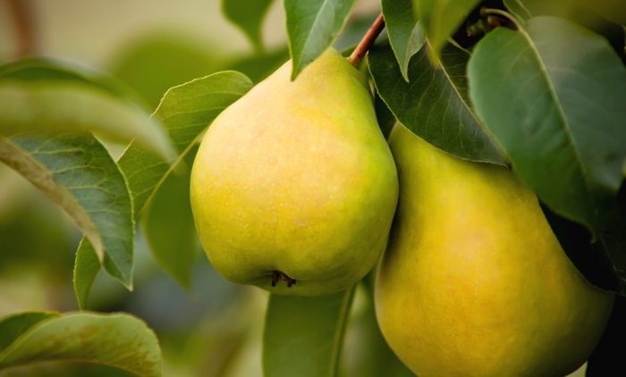 Зашто се каже ПАО С КРУШКЕ? Сви користимо ову фразу, а ево одакле ВУЧЕ КОРЕНЕ